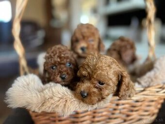 Toy pudel – krásne šteniatka