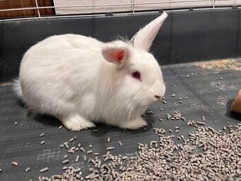 Zakrslý králik (Levík)