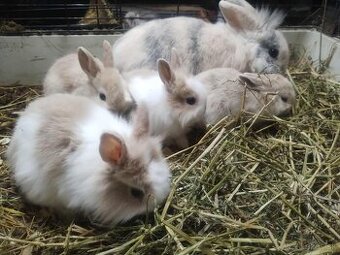 Predám mini zajačiky