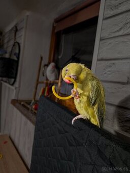 Predam parik Alexandrov malych,DNA,r.2025