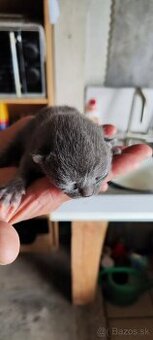 Britské modré mačiatka