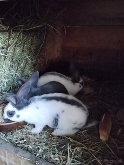 Nemecký obrovitý strakáč