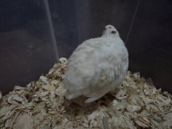 Prepelice Texas pred znáškou