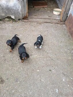 Ponúkam na predaj 7-týždňové šteniatka (tacskó)