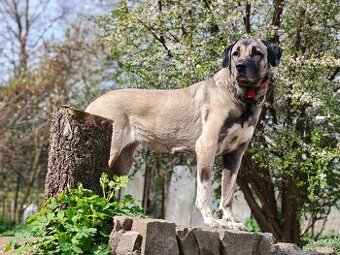 Kangalský pastevecký pes