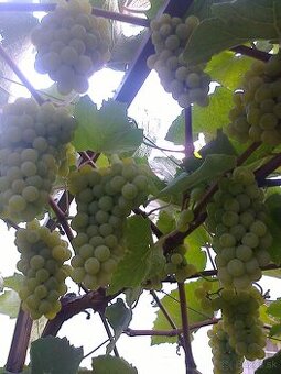 Vinič rezistentný.