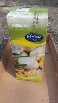 sadbovy cesnak, cesnak sadbovy, cesnak jarny