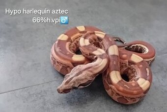 Velhad kralovsky -boa constrictor 3/25
