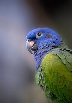 Amazonik modrohlavy