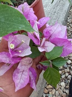 Bougainvillea,( bougainvillea, bugenvilea, bugenvila ) Wajid