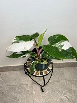 Philodendron White Princess