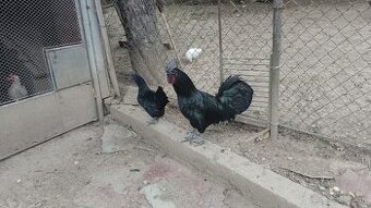 Ayam Cemani - 1