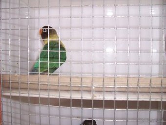 Agapornis