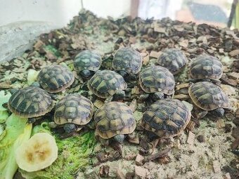 Testudo hermanni suchozemska korytnacka