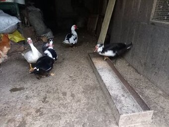 Činske kačky pižmove