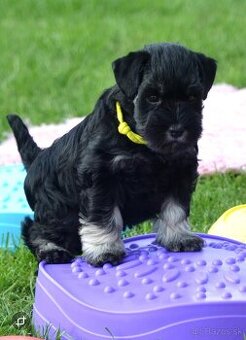 2 měsíční kníračí štěňátko - pes