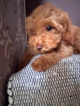 Pudlik trpasličí/TOY