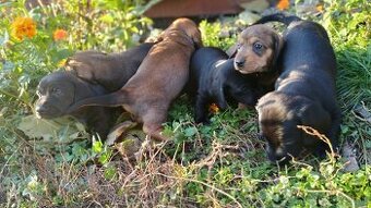 Jazvečík trpasličí šteniatka