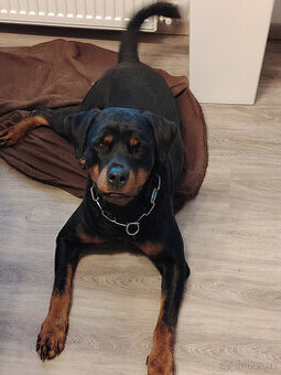 cistokrvna rotvajlerka s PP