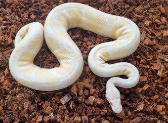 Ball Python- Python Regius - 1