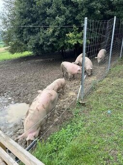 Prasata domáce z voľného výbehu