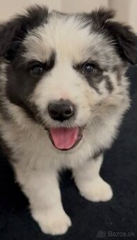 Šteniatko Border Kólia