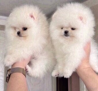 K dispozícii sú krásne šteniatka pomeraniana.