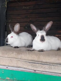 Ponúkam 2 samice hyla