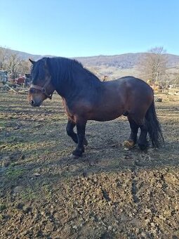 Predam tazneho zrebca