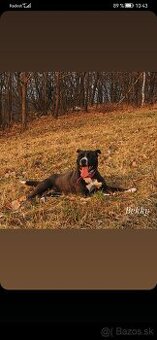 Stafordširsky bulterier