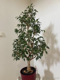 Bonsaj ficus benjamina 31 rokov