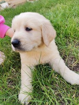 Zlatý Retriever