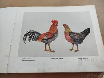 Atlas plemien hydiny--1966--Malík V., Štefka Š.--počet strán