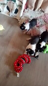 Boston Terrier, Bostonský teriér, Boston