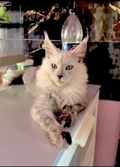 maine coon kocurik