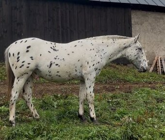 Appaloosa valach