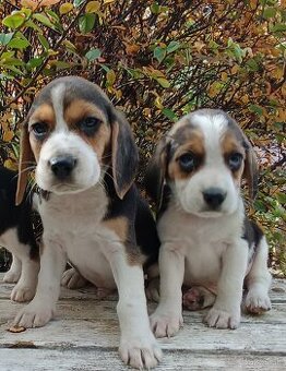 Beagle, bigel, bigl bez PP