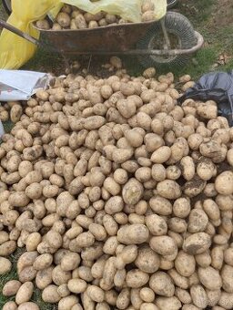 Predám zemiaky typ A