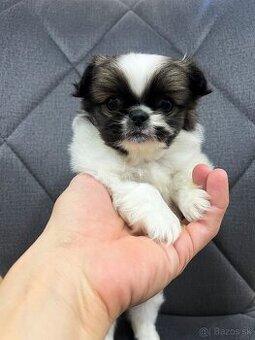 Steniatko kratkosrsty Pekinezer