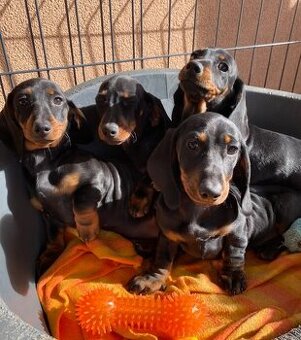 Jazvečík trpasličí s PP (chalani)