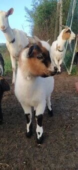 Predám mini kozu s dvomi malými capkami