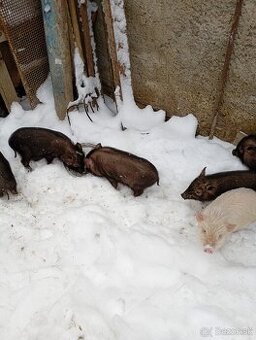 Predám vietnamské prasiatka