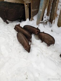 Predám vietnamské prasiatka