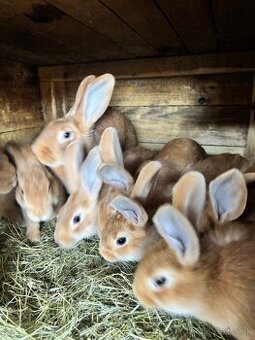 Na predaj mladé králiky