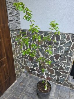Moruša