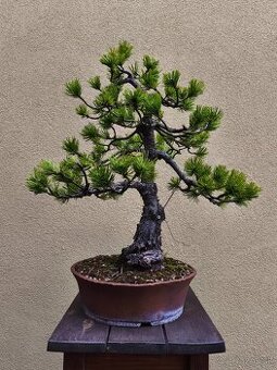 Bonsai, Bonsaj, Borovica horská