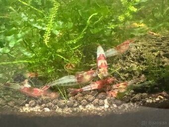 Predám krevetky Neocaridina Red Rili