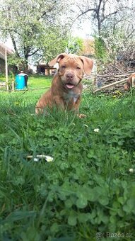American Bully standard