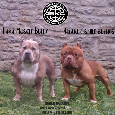 American Bully standard