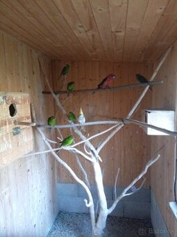 Kakariki